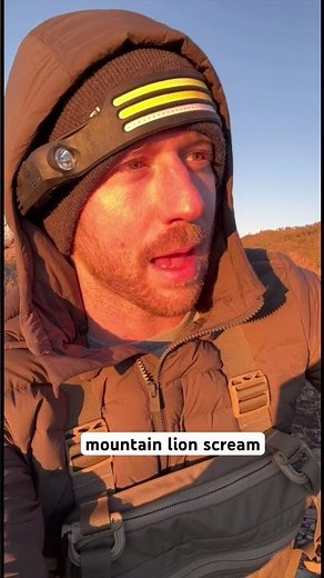 female mountain lion screaming. #mountainlion #cougar #camping #hiking #outdoors