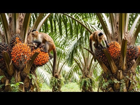 Funny Cartoon Monkey | Pure Comedy Animation