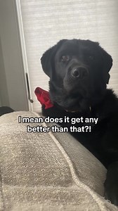 King Clarence is getting better day by day 🙏 | Labrador Retriever Lovers