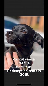 Let’s learn about Rocket… We love a good happy ending around here! | The Storybook Bus