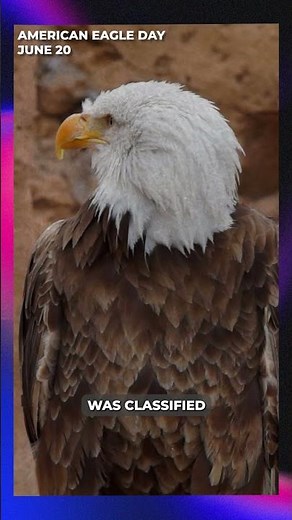 June 20: American Eagle Day