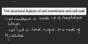 The structural feature of cell membrane and cell wall... | Filo