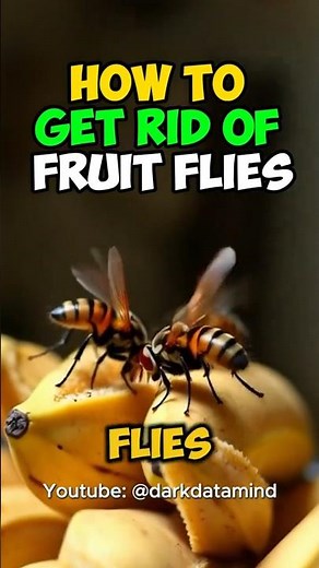 How to Get Rid of Fruit Flies FAST | Proven Home Remedies #cleaning #kitchencleaning