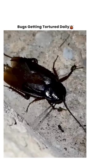 Bugs Getting Tortured 🪲 | When the Bug Becomes a Hardware Installation 🪲🔩💥 It thought it was just going about its day... until it became an unwilling participant in... | Instagram