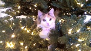 241K views · 5K shares | The cat Christmas classic of how "helpful"...