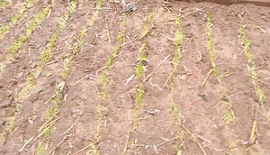 1.5K views · 22 reactions | Production d'oignons en saison pluvieuse  Top départ pour les pépinières d'oignons PREMA ce 1er mai . Passez au bureau prendre votre semence avec des conseils pratiques pour réussir la campagne... ☎️74634444 | Bureau d'Ecoute, de Conseils en Agronomie et Protection de l'Environnement | Facebook