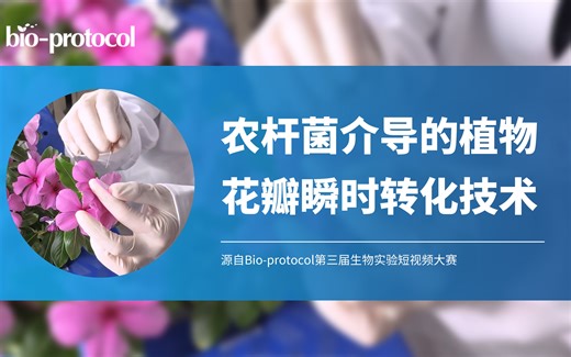 【短视频大赛】农杆菌介导的植物花瓣瞬时转化技术