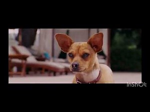 Beverly Hills chihuahua (2008) Papi & Chloe