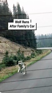 Wolf Runs After Family's Car 🐺 | Wrestling News