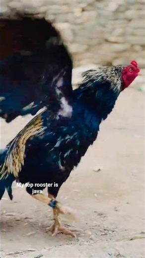 my top rooster is java rooster #chicken #roosterfarm #aseelmurga #viral