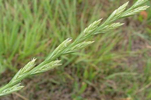 Lolium perenne - Alchetron, The Free Social Encyclopedia