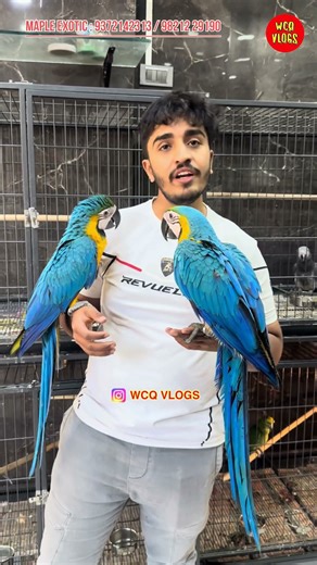 blue gold macaw available #exotic #birds #pets #parrot #bird