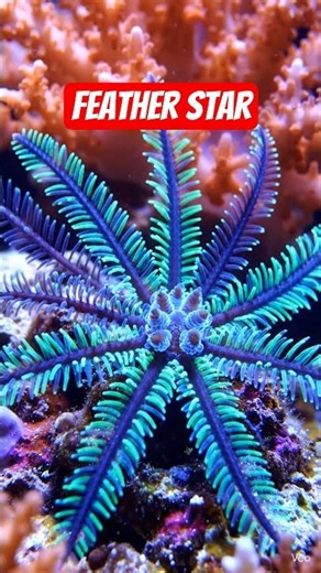 “How Feather Stars Reproduce 🌊⭐ | Ocean Creatures with Feathery Arms!”