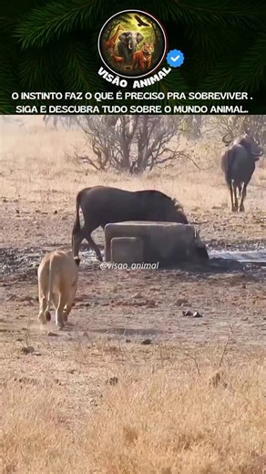 VISÃO ANIMAL 🦏🦅🐳 on Instagram: "Você sabia? A leoa é a caçadora mais eficiente da savana, e sua estratégia é baseada na paciência extrema e no uso inteligente do terreno. Ao utilizar a mureta como camuflagem, ela anula o campo de visão do gnu, aproximando-se a uma distância onde o ataque é inevitável. O bote no pescoço não é por acaso: ela busca a asfixia rápida ou a quebra da coluna cervical para imobilizar a presa instantaneamente, evitando que o gnu escape ou revide. É a natureza em seu es