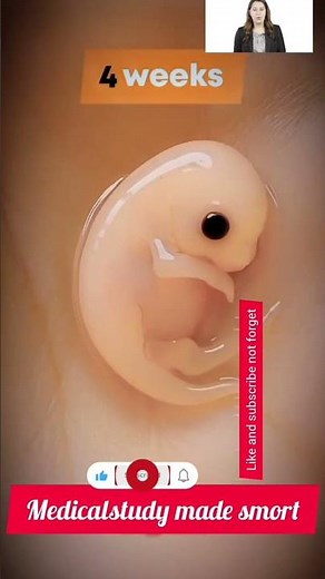 Fetus Size by Week| 3 to 25 Weeks Baby Growth | 3D Pregnancy Development Short Video #pregnant #baby