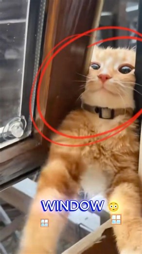 My cat just UNLOCKED a new skill! 😳🐱 #shorts #cat #cute