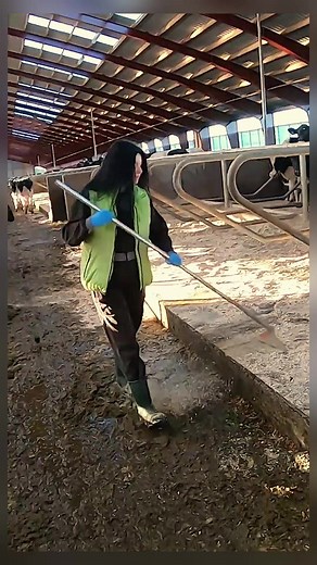 The girl cleans the manure in the stem for the cows#dairycow #dairy #farm #cow #dairyfarm