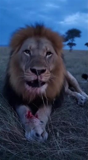 Lion vs Bonobo on the a cold, moonlit savanna with silvered grass