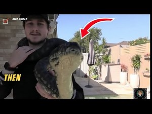 These Pythons Strike Without Warning Caught in Action