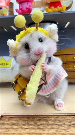 #hamster #cute #mice