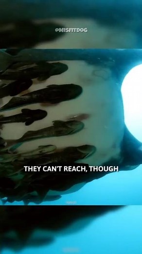 The Secret Life of Sucker Fish!