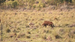 Hartebeest antelope grazing in african grassland with its fawn.