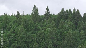 広葉樹と針葉樹の森と空を三脚にて撮影