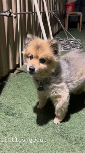 Bill's Mutt House | Littles play time before bed | Instagram