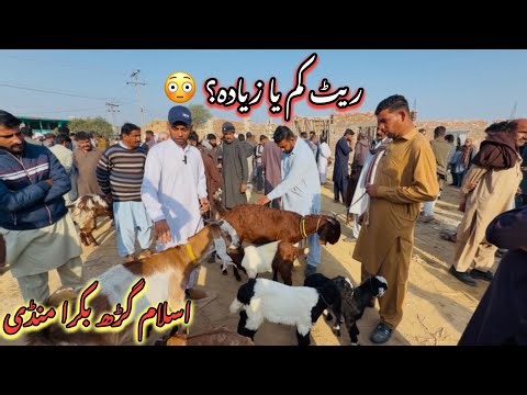 Islamgarh Bakra Mandi 2026 🐐 | Reasonable Rates & Beautiful Goats in Market | Des Pardes