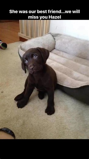 Hazel 10-24-2012 to 10-27-2025, the Baxters all lost a little piece of our heart today. 😢🐾❤️ | Amy Gerhart Baxter