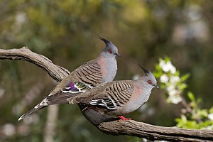Crested Pigeons Use Specially Modified Wing Feathers to Signal Danger, Ornithologists Find | Sci.News