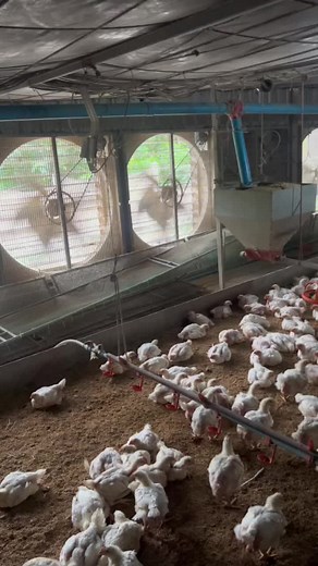 Exploring Modern Poultry Farming Techniques