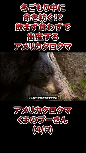 冬ごもり中に命を紡ぐ！？飲まず食わずで出産するアメリカクロクマ