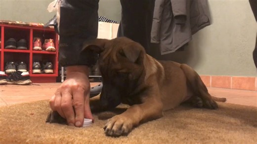 315K views · 4.2K reactions | Article indication for tracking dogs...