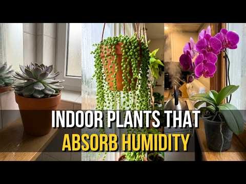 7 Indoor Plants That Reduce Humidity (Put Them In Kitchens & Bathrooms)