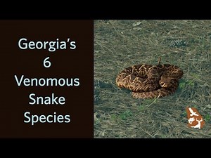 Venomous Snakes