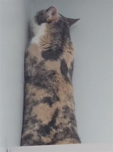 Little blood draw and this gal was plenty upset with me! She acted so betrayed!! 😭😂🤍