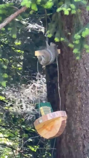 I Call It the Tilt-a-Squirrel || ViralHog