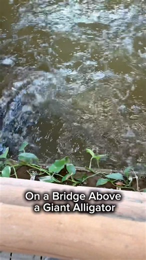 On a Bridge Above a Giant Alligator 😳 #shorts #alligator