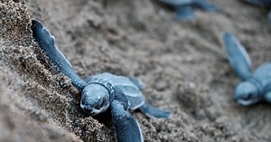Tout savoir sur le temps que met un œuf de tortue pour éclore !