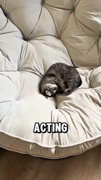 ​3 normal cat behaviors that are actually serious medical red flags Part 3 #animals #usa