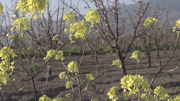 Authentic real footage of yellow spring flowers with blooming fruit trees in orchard background. Natural lighting and depth of field highlight seasonal agriculture and fresh growth. Not AI generated Stock Video Footage - Alamy