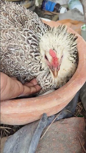 chicken angry sound #shorts