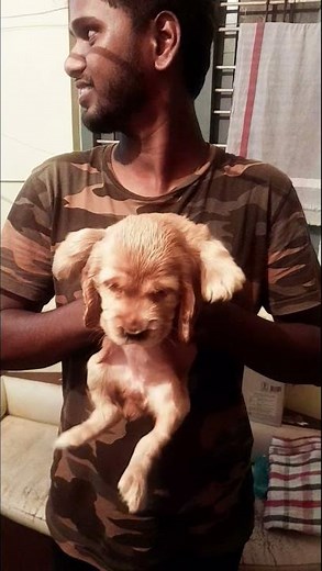 American Cocker Spaniel puppies