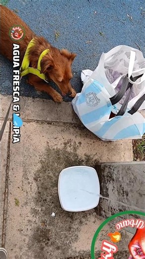 AGUA FRESCA & LiMPiA💧#adopcionresponsable #paseocanino #mascotasadorables