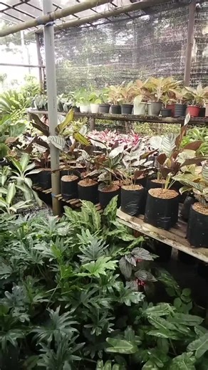 Jual Media Tanam Cocopeat on TikTok