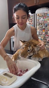 Tiger Wants Lunch | Bombo Marley