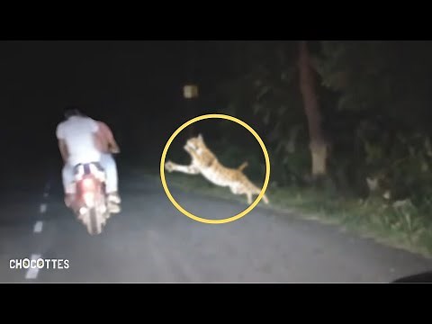 6 rencontres avec un Tigre que vous ne Devriez pas Regarder