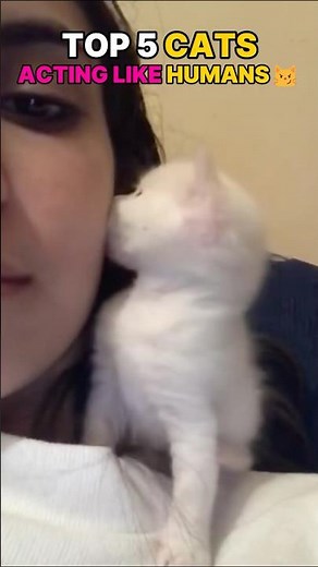 Ranking Funniest Cats Acting Like Humans🐾🤪 #cat #viral #kitten #cutecat