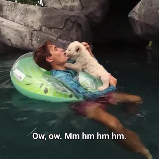 Swimming lessons for baby lion AND jaguar